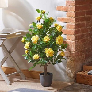 Yellow Rose Potted Plant