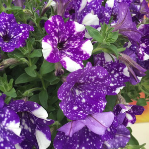 Petunia Night Sky 3 Plants in 9cm Pots - Trailing Summer Flowers