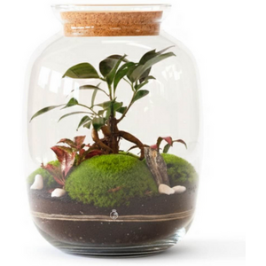 DIY Bonsai Terrarium Kit with Fittonia Moss and Glass Jar