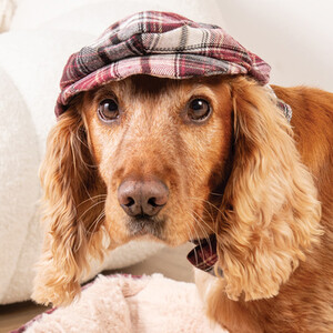 The Country Collection Dog Cap and Bow