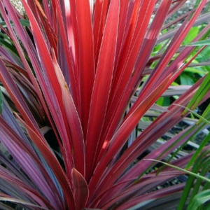 Pack of 6 Cordyline Red Star 1L Pots - Deep Burgundy Evergreen Garden Plants