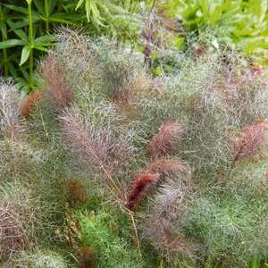 Fennel 'Bronze' - Foeniculum vulgare 'Purpureum'