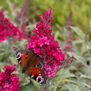 Marshalls Garden Buddleja Candy Little Ruby Dwarf Butterfly Bush 9cm