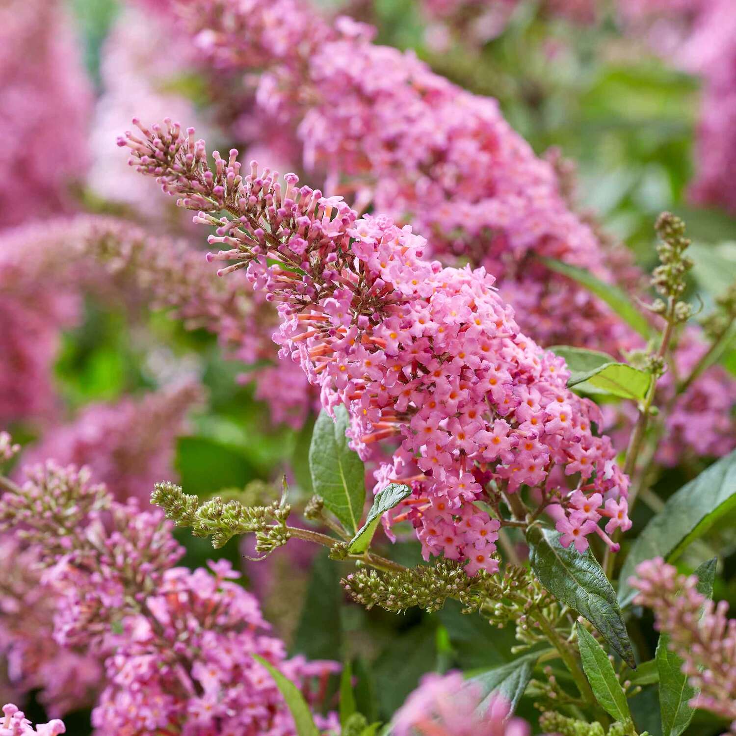 Marshalls Garden Buddleja Plant 'Butterfly Candy Little Pink' - Blue