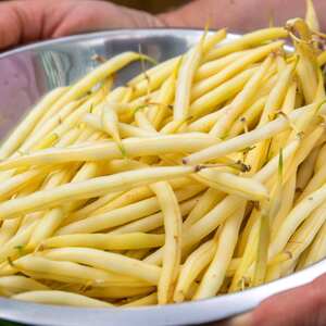Marshalls Garden Dorado Dwarf French Bean Seeds - Golden Pods, Pack of 120