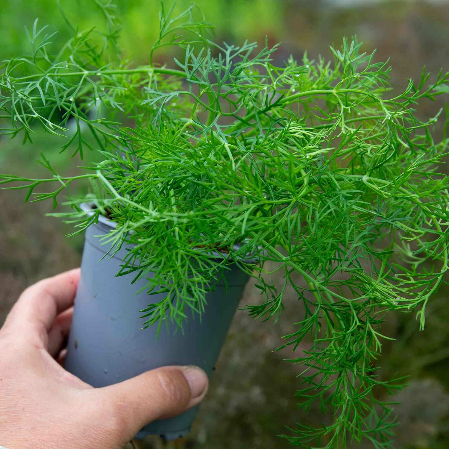 Marshalls Garden Dill Plants (Anethum Graveolens) 9Cm - Green