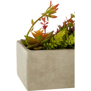 Fiori Mixed Succulents with Cement Pot