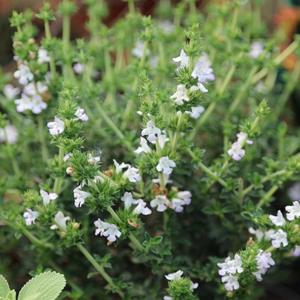 Winter Savory Satureja Montana 9cm Pot Herb Garden Plant