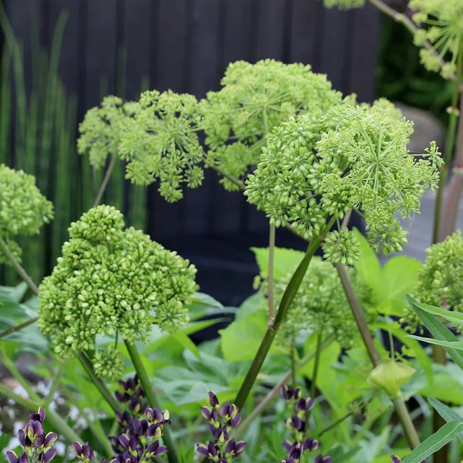 Primrose Set Of 3 Angelica Archangelica Angelica 9Cm Pot Herb Garden Plant - Green / 1