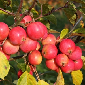 Plant Theory Malus Jelly King Crab Apple Outdoor Fruit Tree 9L Pot 1.8m