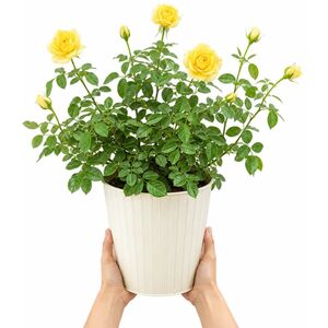 Plants By Post 5L Anniversary Wishes Yellow Rose Bush A