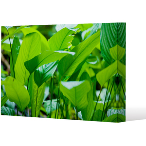Green leaf background abstract of nature Canvas Print