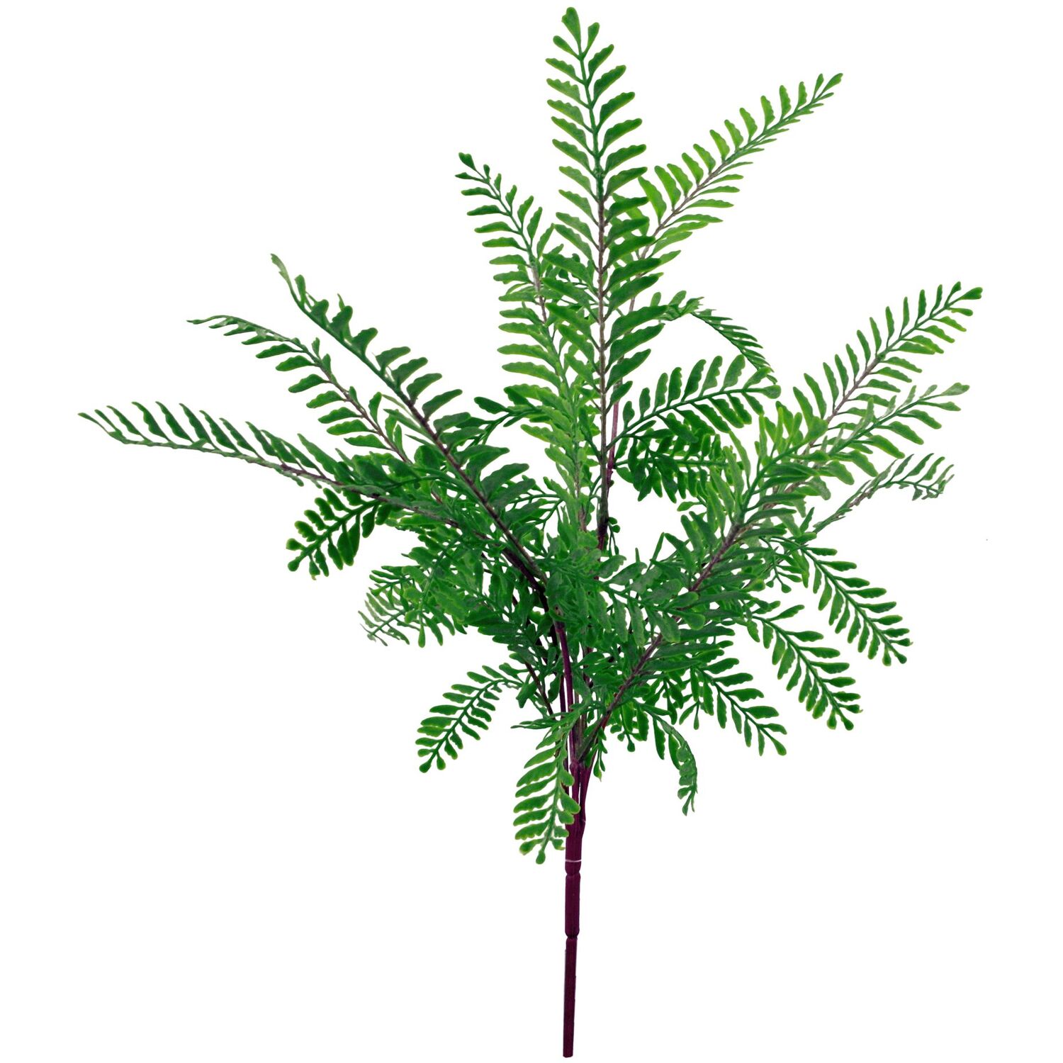Himilayan Maidenhair Fern Bush Dark Green Plant - Green