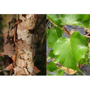 Betula Black Star Tree, 6ft, 12L Pot by Directplants