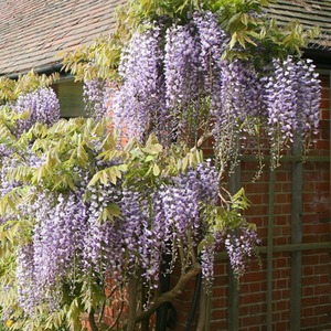 Wisteria Floribunda Japanese Purple Vine Climbing Plant