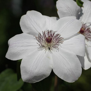 Clematis Wedding Day White Flowering Vine Climbing Plant
