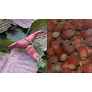Large Corylus Purpurea Purple Filbert Nut Tree in a 3L Pot By Direct Plants