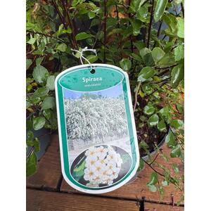 5x Mixed Extra Large Spiraea Flowering Shrubs in 3L Pots By Direct Plants