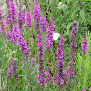 Lythrum salicaria Purple Loosestrife Seeds  Perennial for Ponds