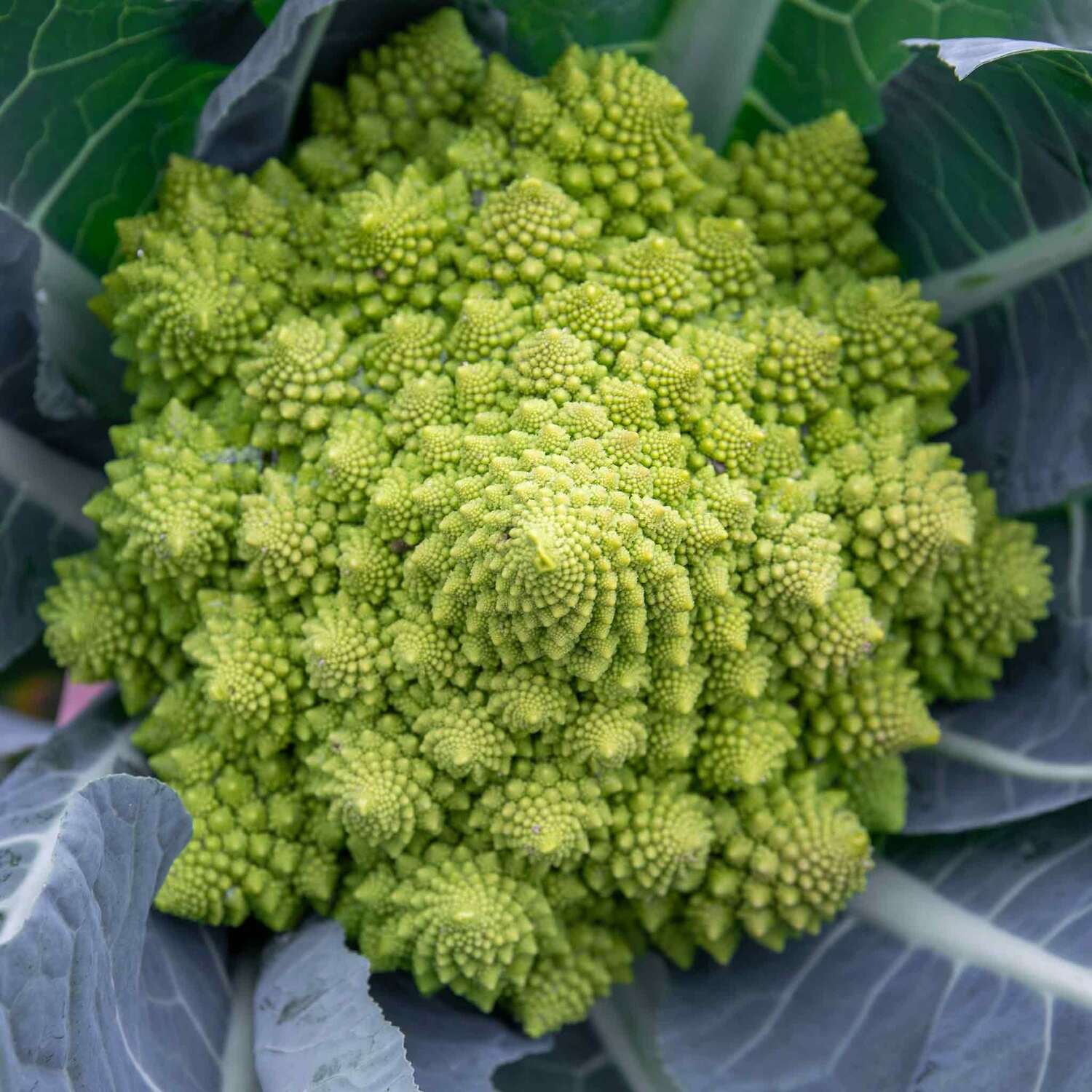 Marshalls Garden Cabbage Seeds Duncan F1 - Fast-growing, Compact Pointed Heads, 80 Seeds - Green