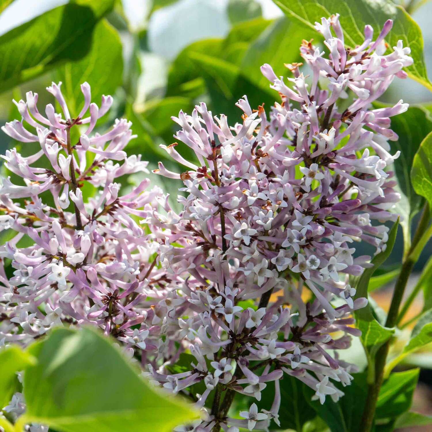 Marshalls Garden Syringa Patula 'Miss Kim' - Purple