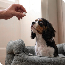Dog Wormers