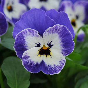 Pansy Sorbet XP Delft Blue Autumn Bedding 9cm Pot