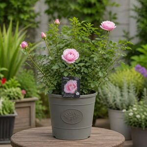 Plants By Post 3L Happy Silver Wedding Light Pink Rose Bush D