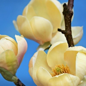 Plant Theory Honey Tulip Tree Outdoor Ornamental Magnolia 12L Pot 1.5m - 1.8m