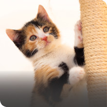 cat scratching post