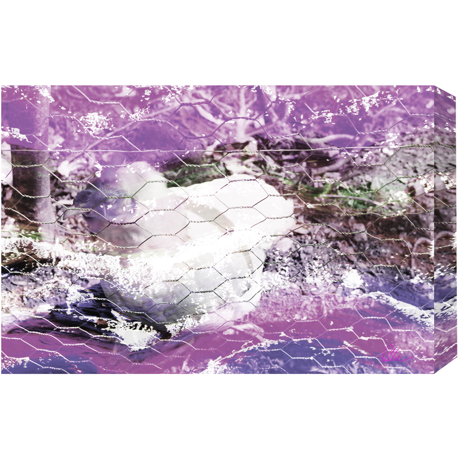 Flower Chicken Graphic Art Wrapped on Canvas - Pink / 112cm