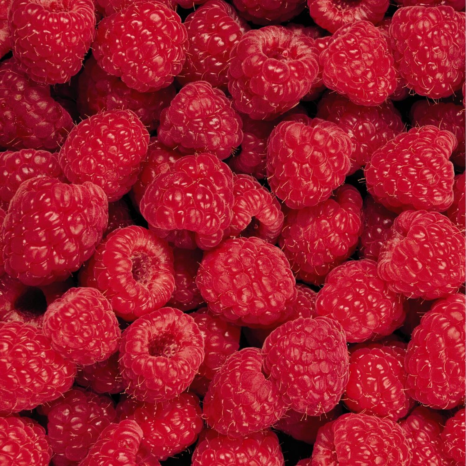 Raspberry Glen Ample Canes