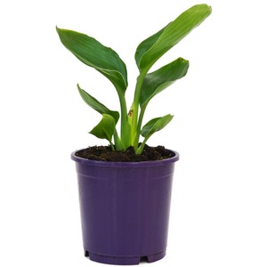 Exotic Strelitzia Bird of Paradise House Plant