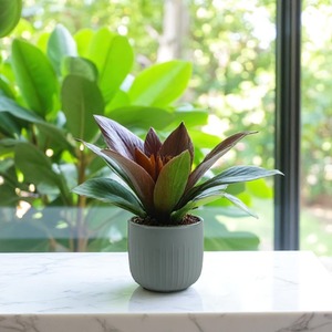 Ribbed Matte Ceramic Indoor Plant Pot