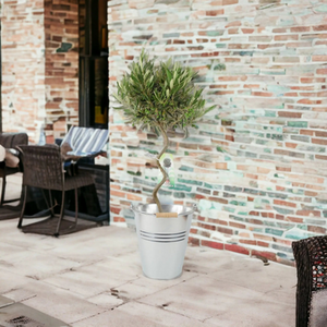 Spiral Olive Tree 80-90cm - Evergreen Mediterranean Patio Plant