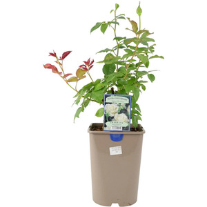 Silver Anniversary Hybrid Tea Rose - Fragrant White Blooms 5.5L Pot