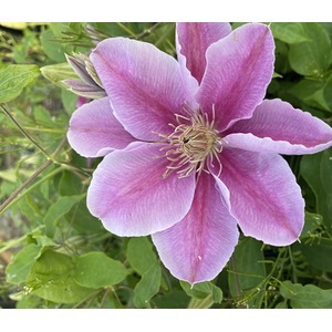 Clematis Bees Jubilee