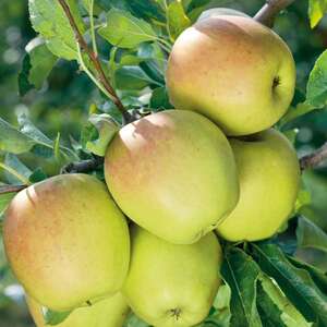 Marshalls Garden, Cox's Orange Pippin Patio Apple, Mini Espalier on M26 Rootstock, Bare-Root