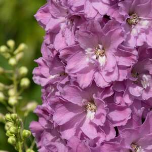 Delphinium 'Delgenius Juliette' 9cm Plant
