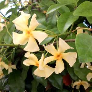 Marshalls Garden Star Jasmine 'Star of Toscane' - Fragrant Evergreen Climber 9cm pot