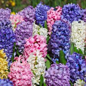 Hyacinths Bulbs - Mixed Collection