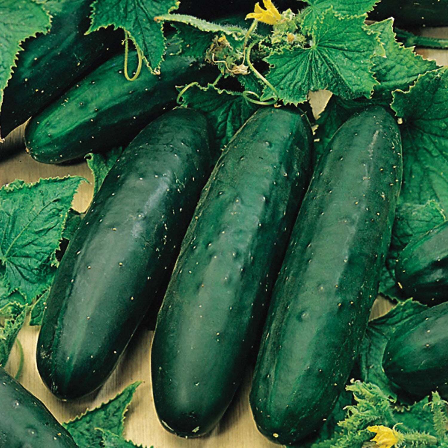 Unwins Organic Cucumber Seeds 'Marketmore' - Green