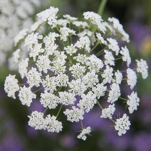 Garlic Chives Allium Tuberosum 9cm Pot Herb Garden Plant