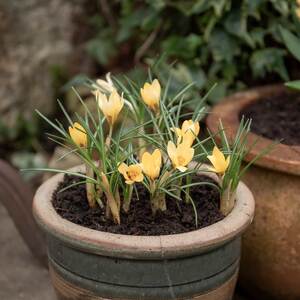 Crocus Bulbs 'Cream Beauty'