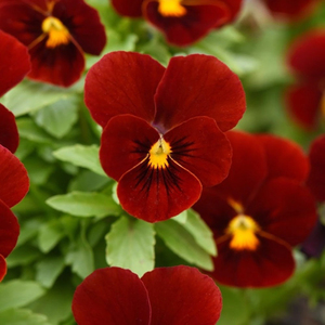 3 x Pansy Sorbet Red Flowering Fragrant Autumn Bedding 9cm Pot