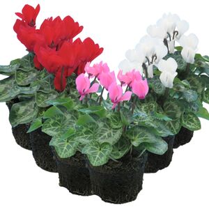 Plants By Post Cyclamen Growers Selection Flowering Outdoor Plants 10.5cm Pots