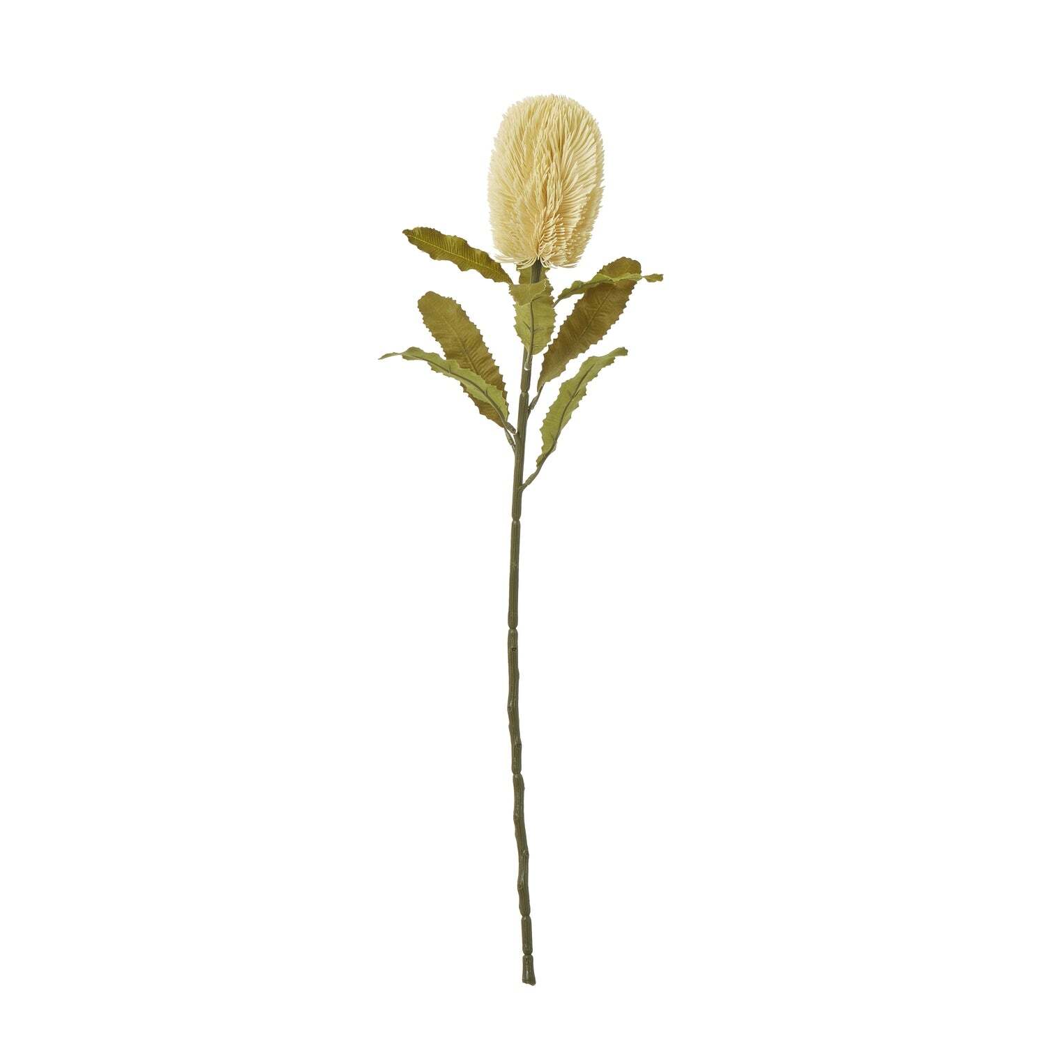 Sostter Unisex Cream Faux Banksia Serrata Stem - Image 3