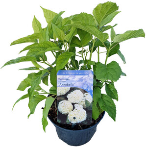 Senetti Plant