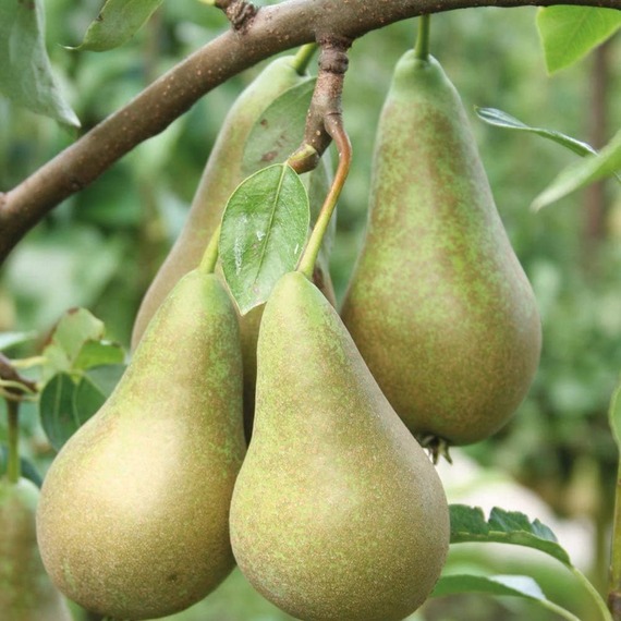 Pear Pyrus Mini Conference Fruit Tree