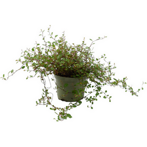 Muehlenbeckia Complexa Maidenhair Vine 11cm Pot Evergreen Plant